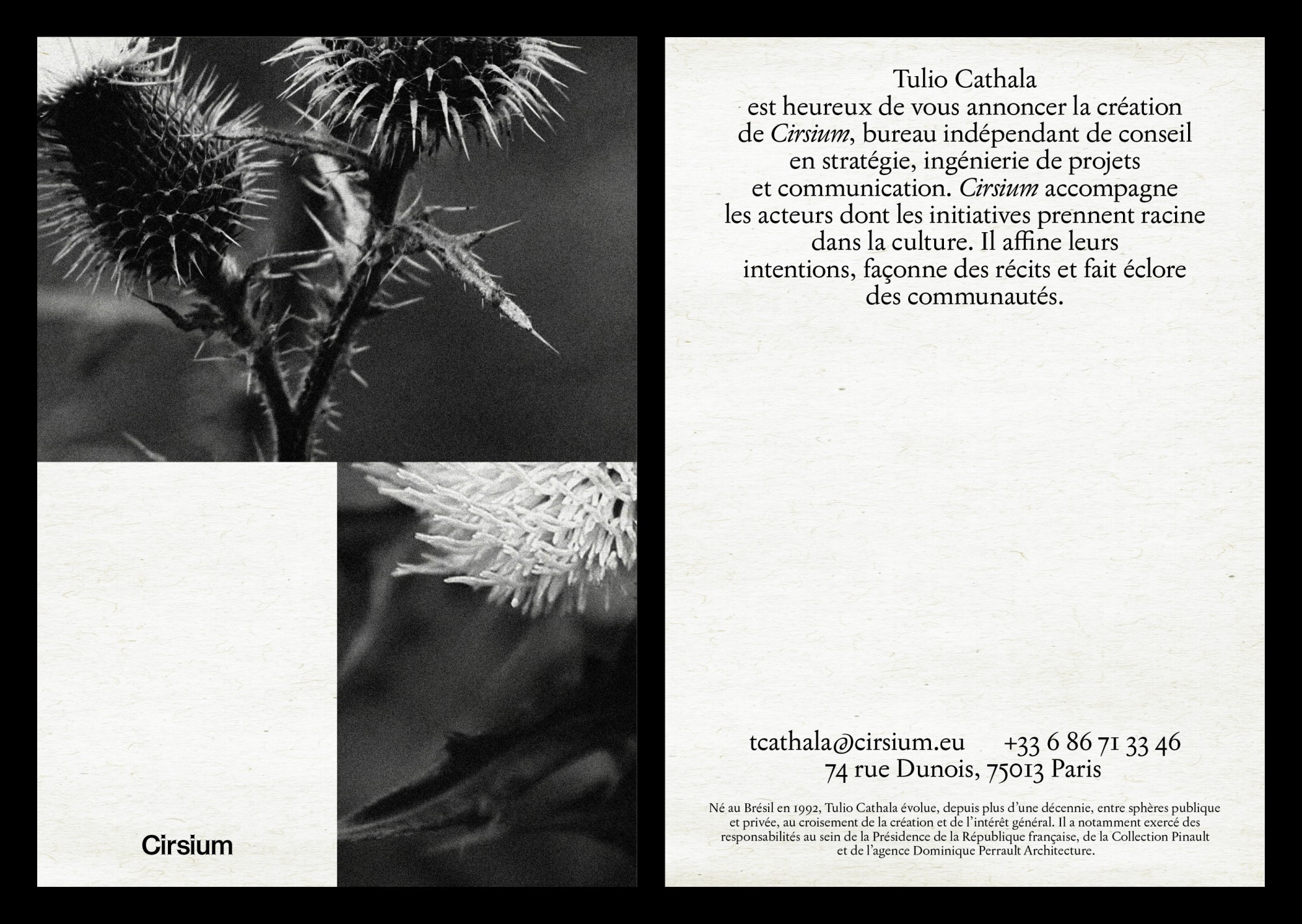 Cirsium 3